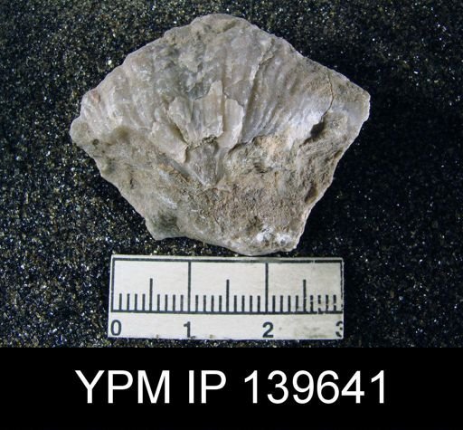 Spirifer (Neospirifer) musakheylensis