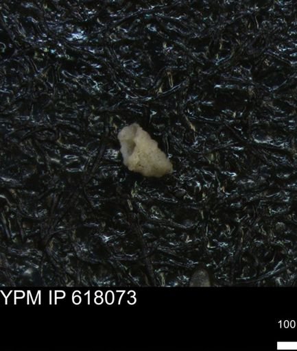undet. Foraminiferida