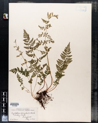 Cystopteris fragilis