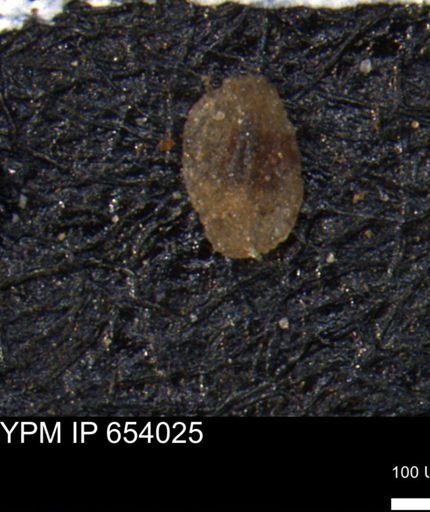 Miliammina manitobensis