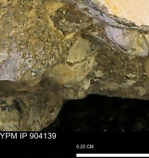 undet. Bivalvia