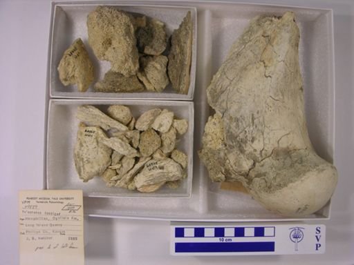 Teleoceras fossiger