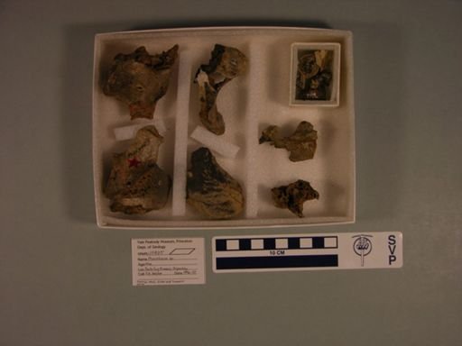 Phororhacos