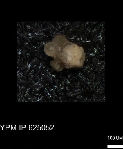 undet. Foraminiferida