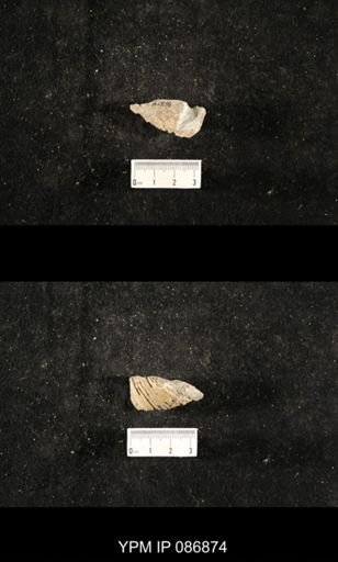 undet. Nautiloidea