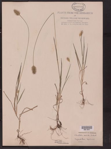 Setaria geniculata imberbis