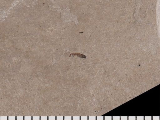 undet. Staphylinidae
