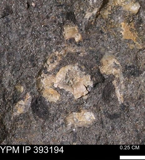 undet. Scaphitidae