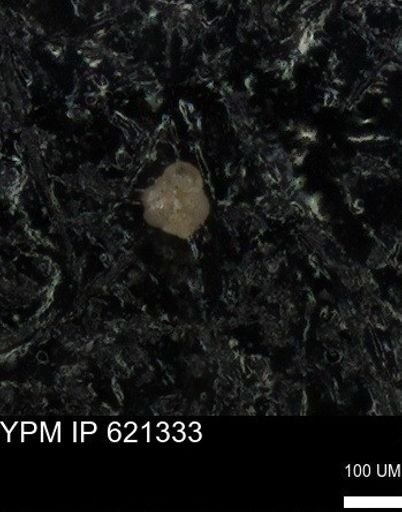 Rugoglobigerinidae?