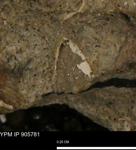 undet. Mollusca