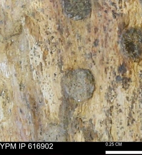 Teredo sp.