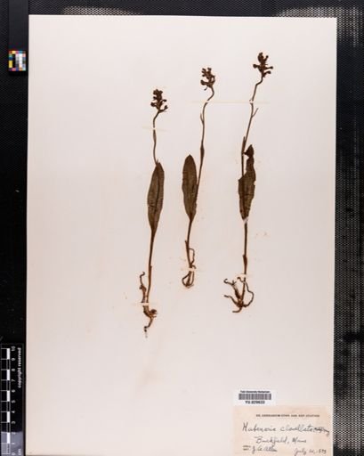 Habenaria clavellata
