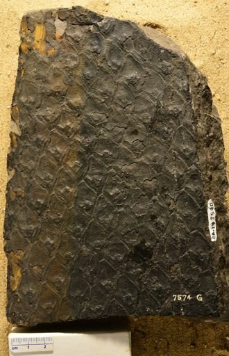 Lepidodendron sp.