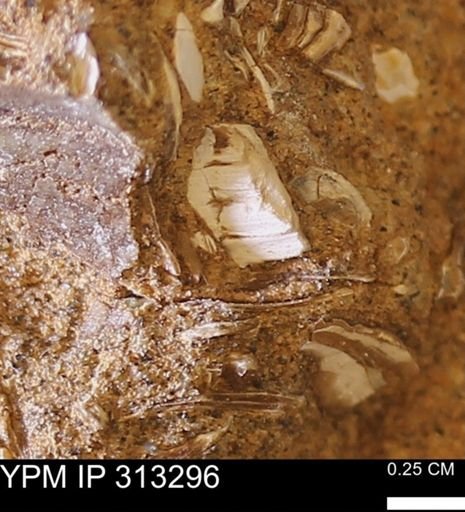 Corbicula