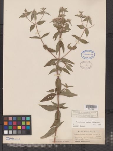 Pycnanthemum muticum