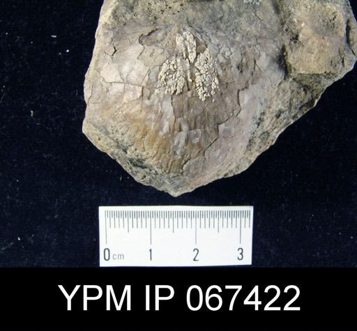 Stropheodonta equistriata