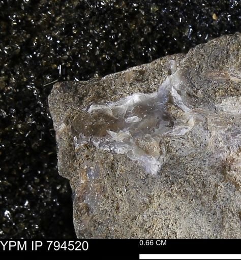 undet. Bivalvia