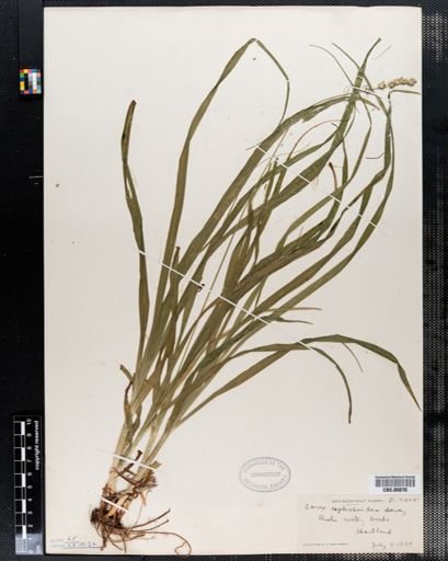 Carex cephaloidea