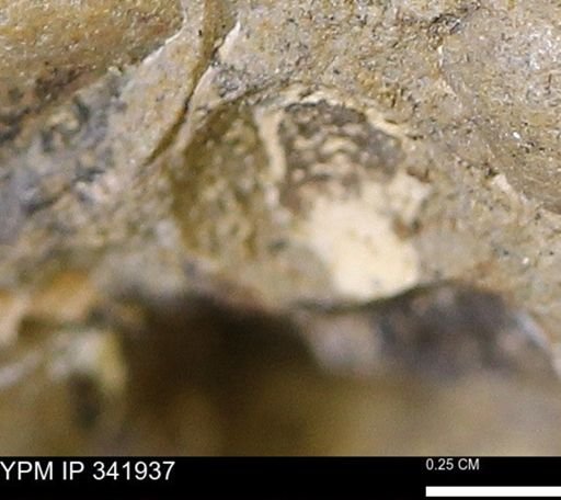 undet. Bivalvia