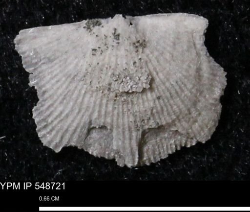Stropheodonta perplana