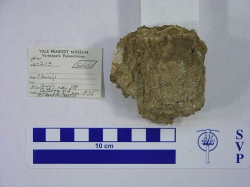 Proboscidea