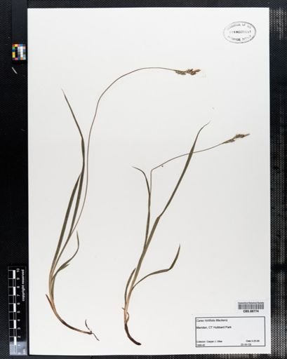 Carex hirtifolia