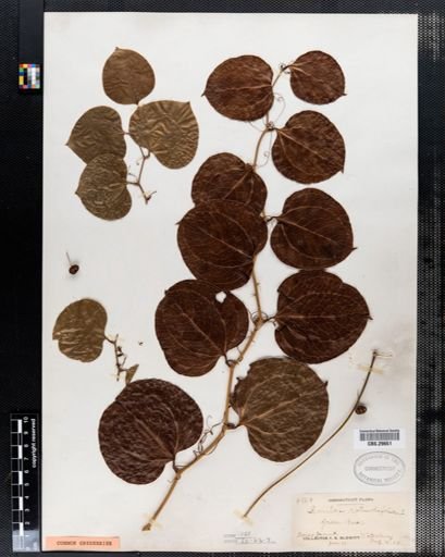 Smilax rotundifolia