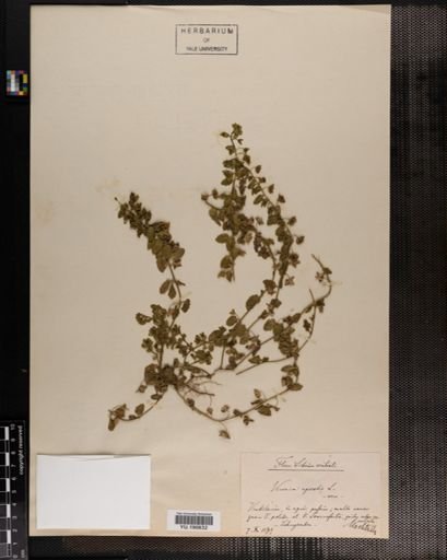 Plantae