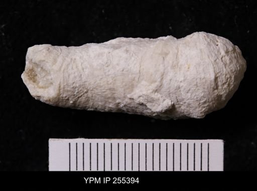 Agelasida?