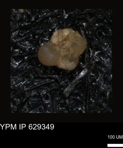 undet. Foraminiferida