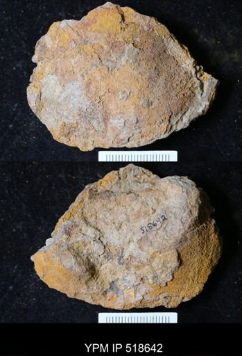 undet. Echinodermata