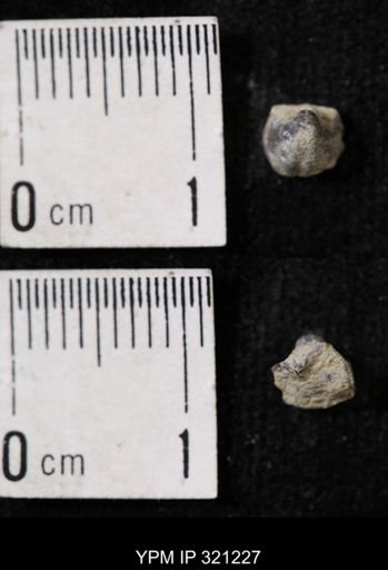 Ambocoelia sp.