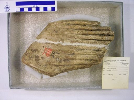 Mammuthus columbi?