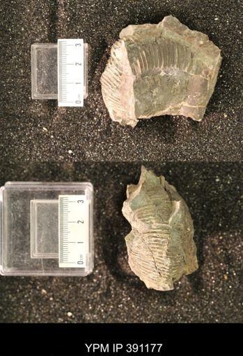 Scaphitidae
