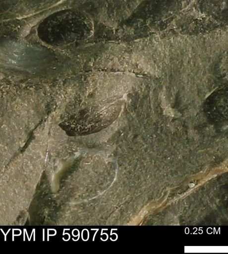 undet. Bivalvia