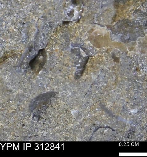 undet. Bivalvia