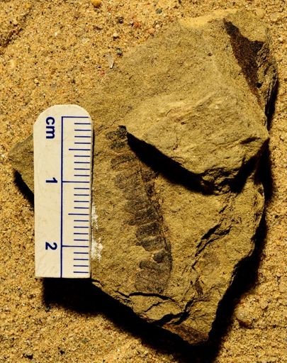 Pecopteris sp.