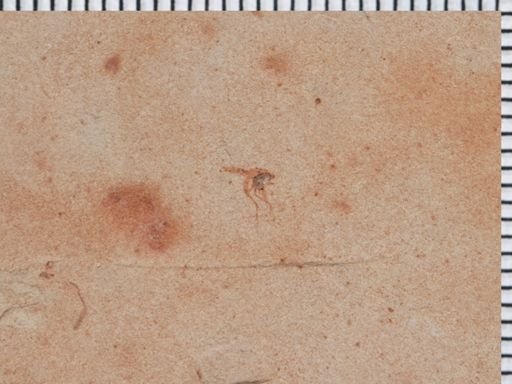 undet. Diptera