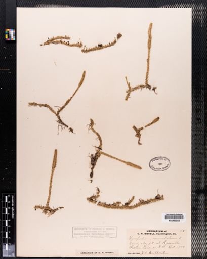 Lycopodium inundatum