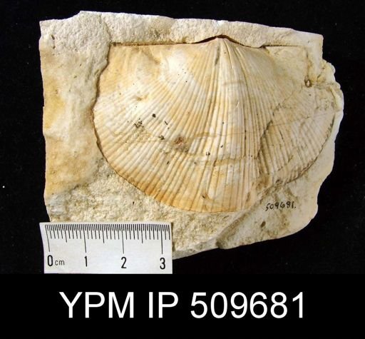 Spirifer (Mesochorispira) sp.