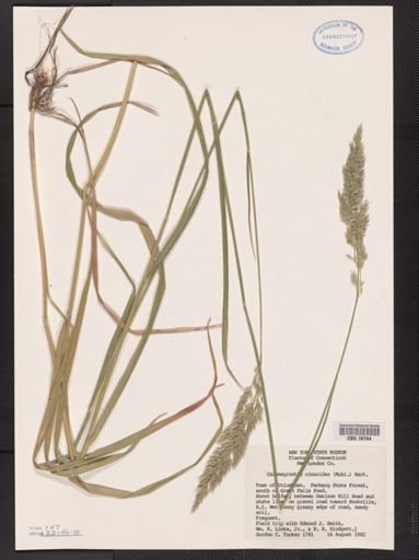 Calamagrostis cinnoides