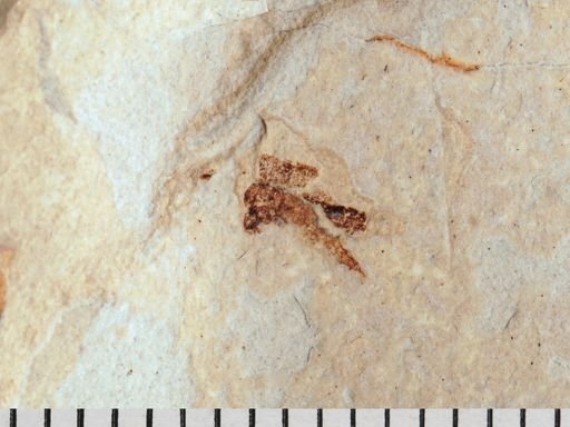 Tipulidae?