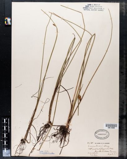 Scirpus torreyi