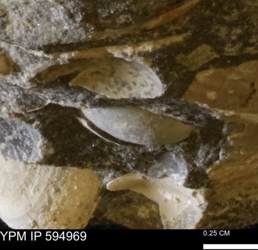 Protocardia sp.