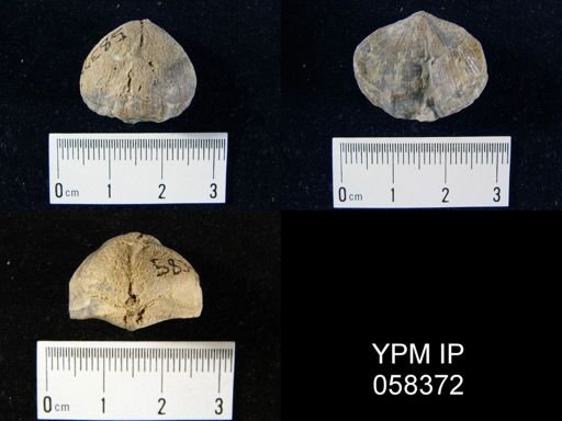 Eatonia sp.