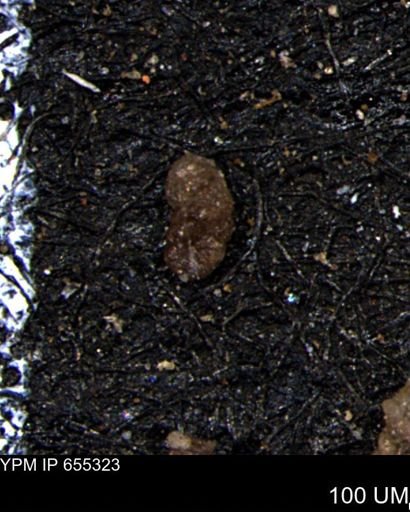 Ammobaculoides whitneyi