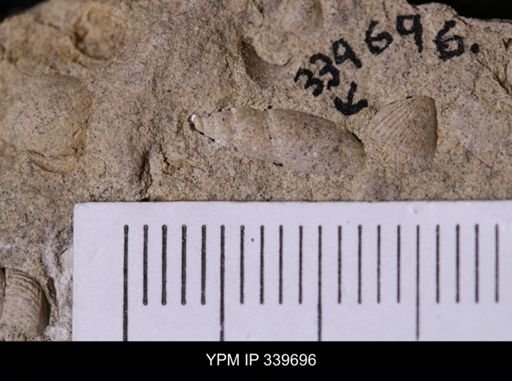 Acteon sp.