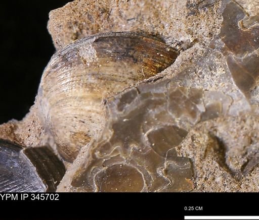 Limopsis striatopunctatus