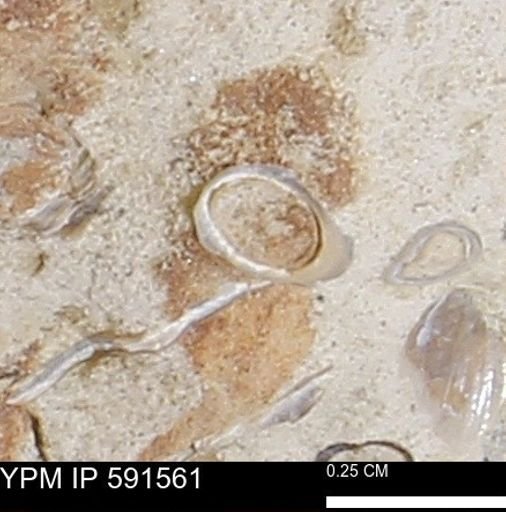 Serpulidae