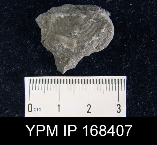 Leptaena rhomboidalis